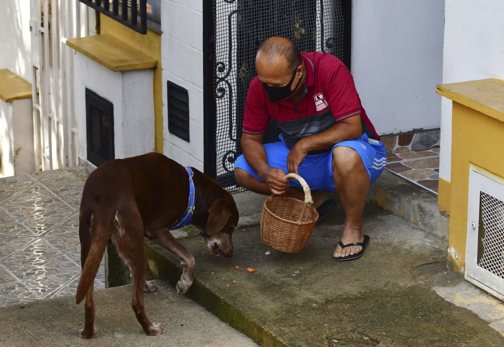 Virus Outbreak Colombia Labrador